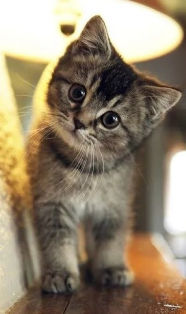 اجمل صور قطط كيوت